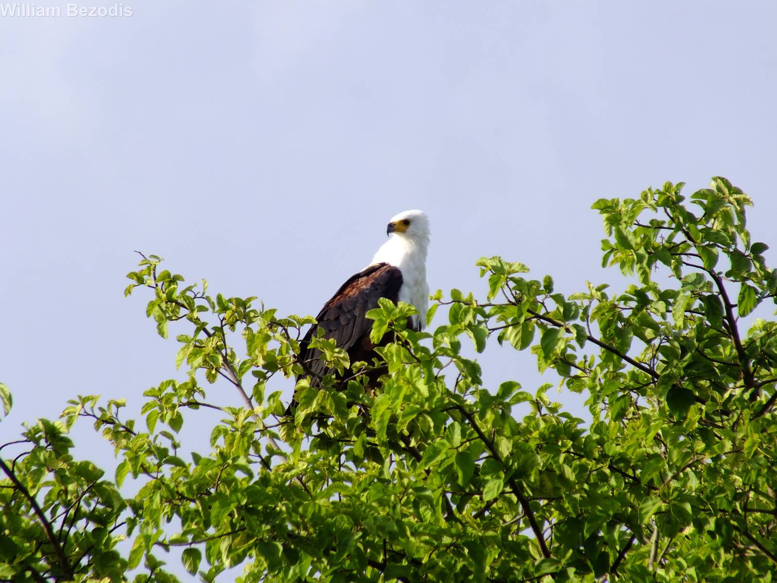 African Fishing Eagle