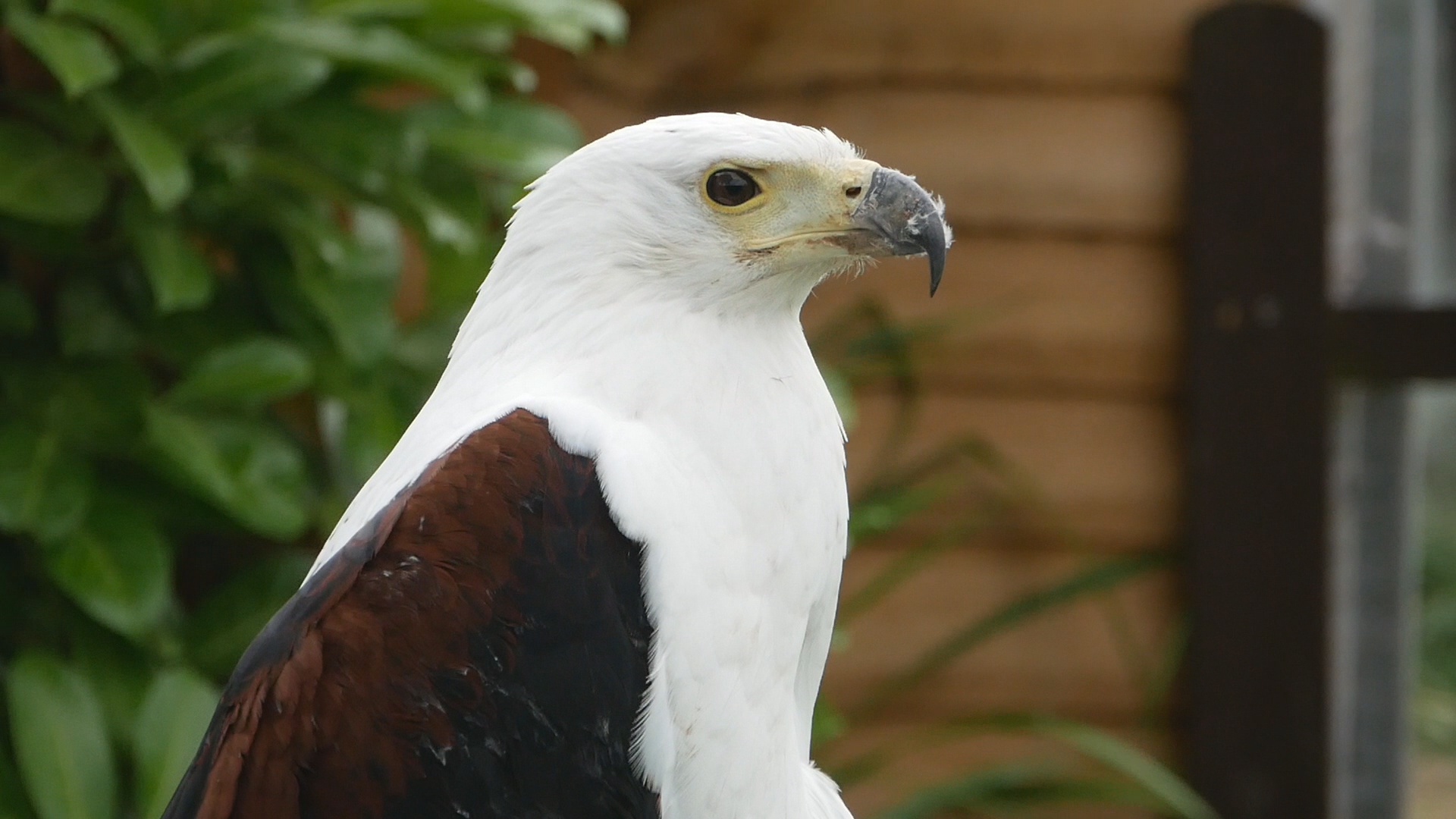 African Fishing Eagle