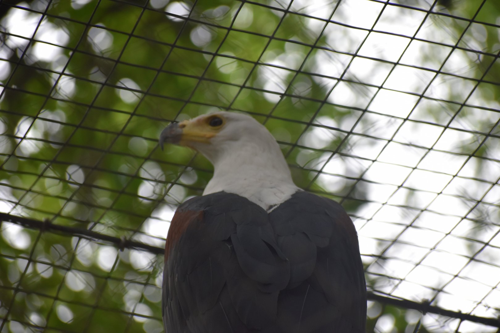 African Fishing Eagle