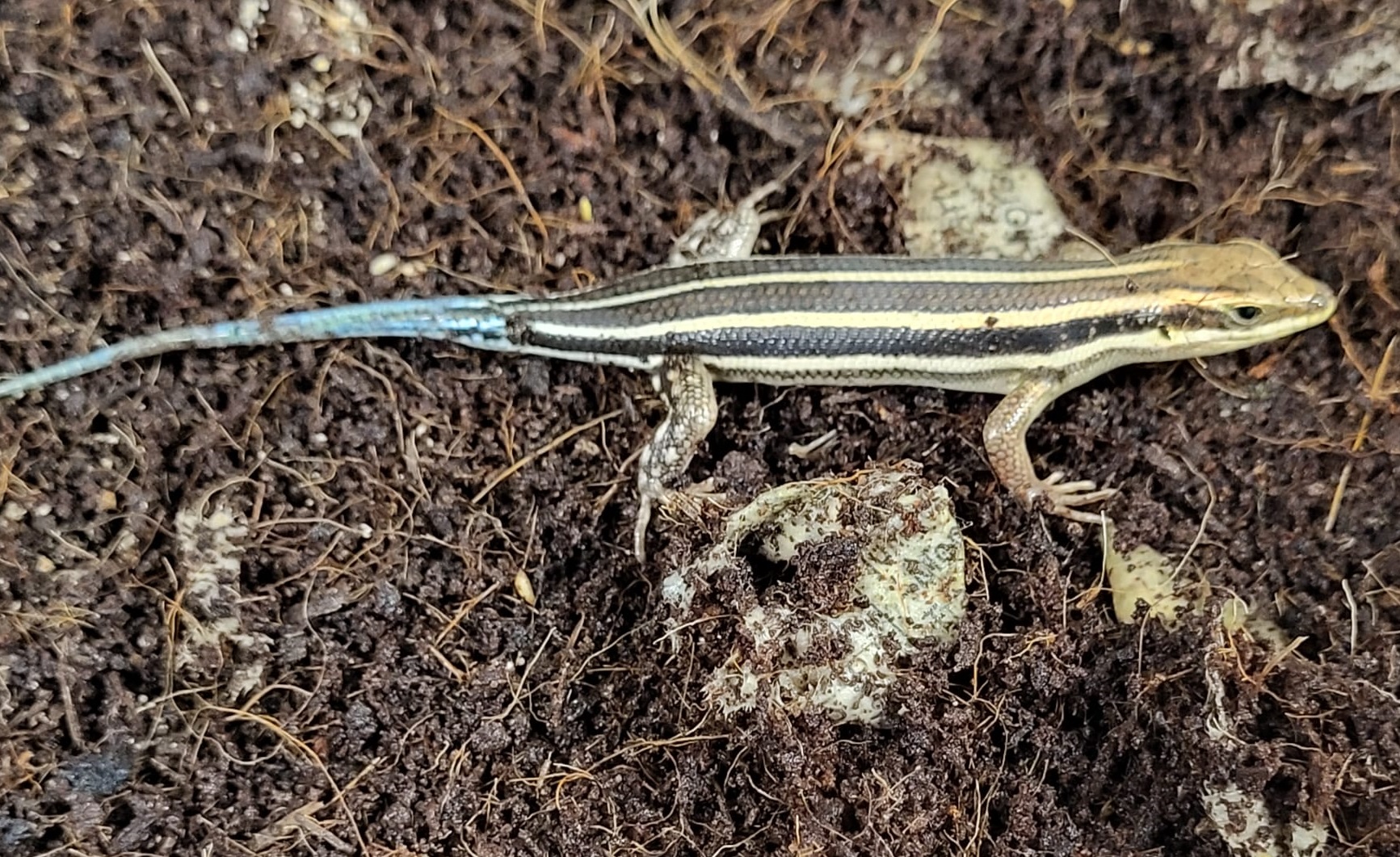 African five-lined skink - Trachylepis quinqetaeniata