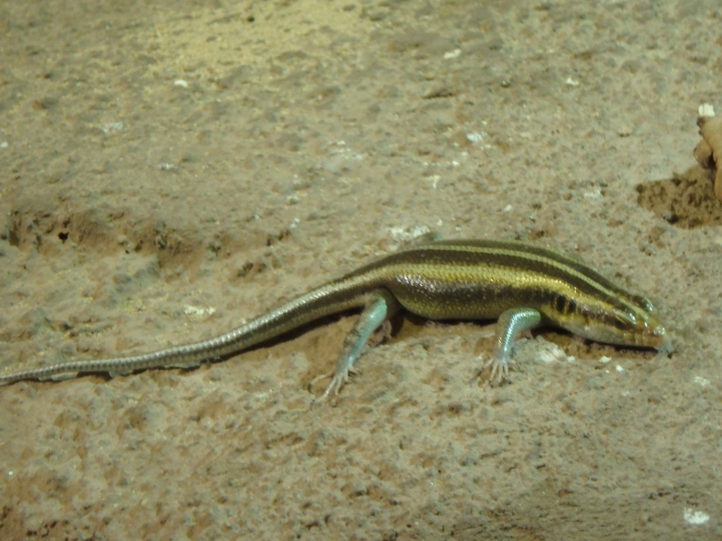 African five-lined skink