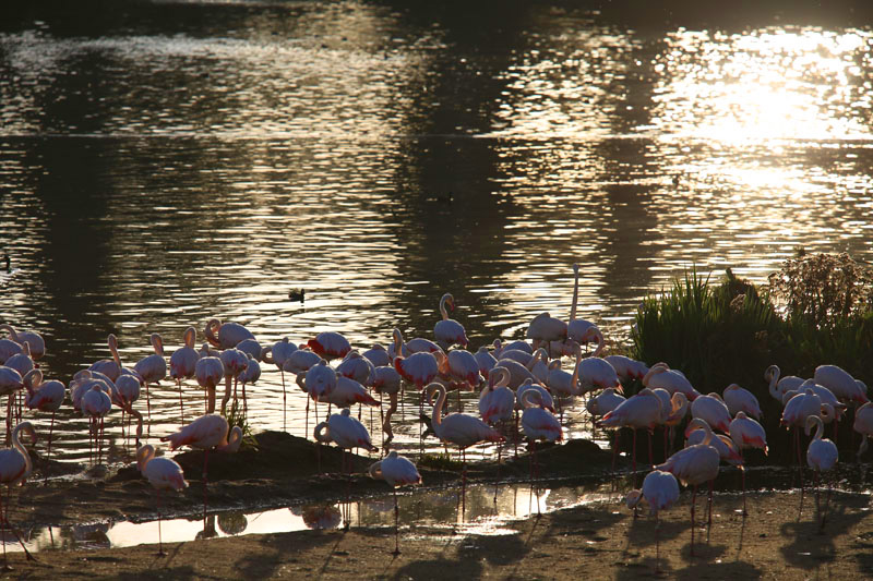African flamingos