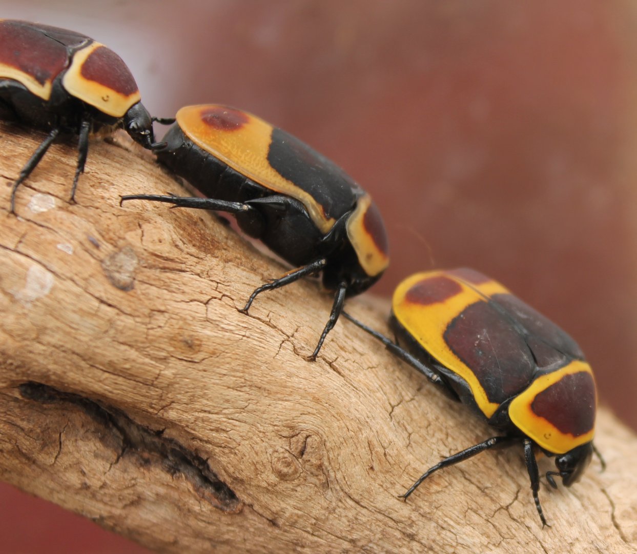 African flower beetle