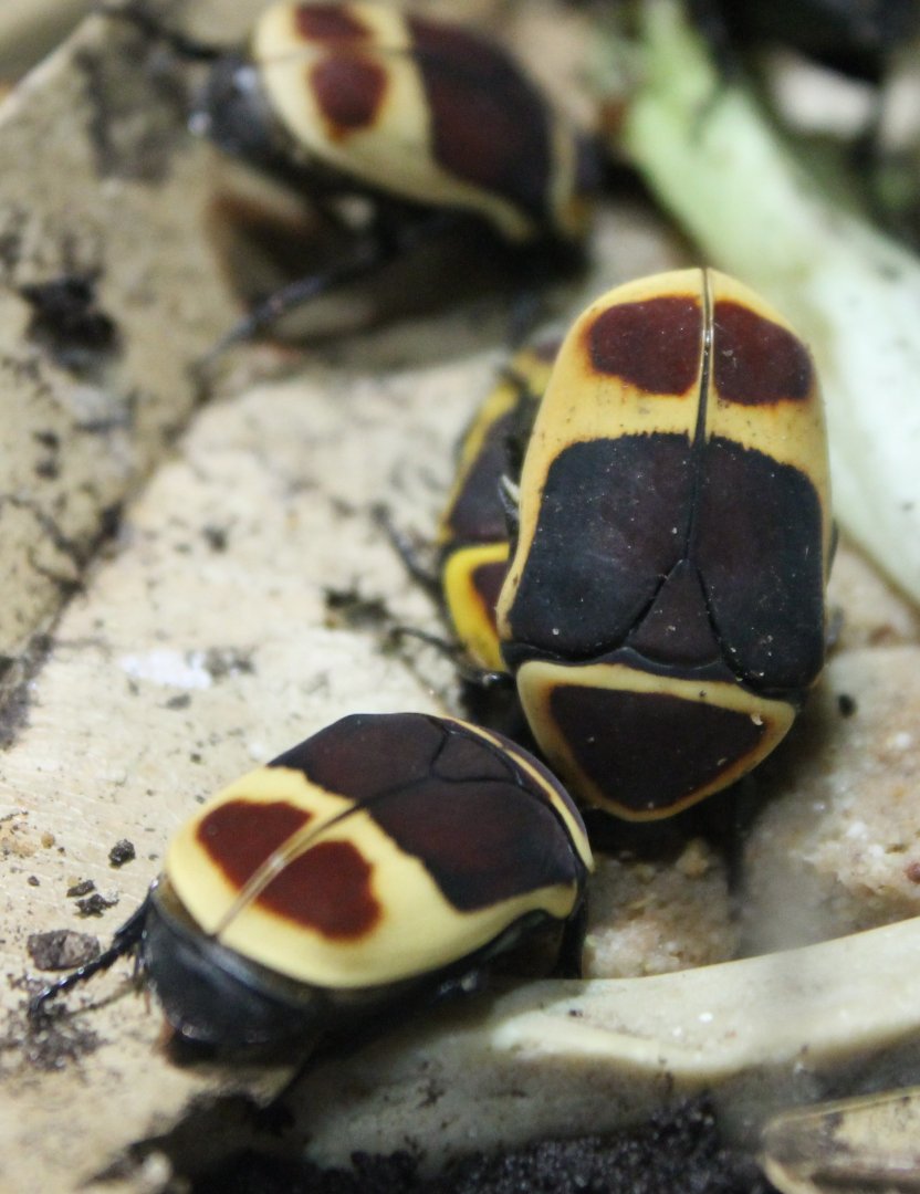 African flower-beetles