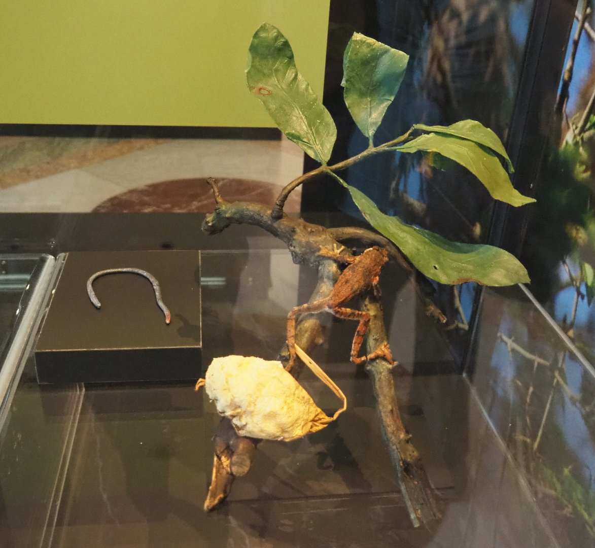 African foam-nest tree frog  (Chiromantis rufescens) specimen, 2021-10-20