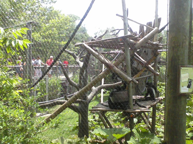 African Forest- Angolan Colobus exhibit
