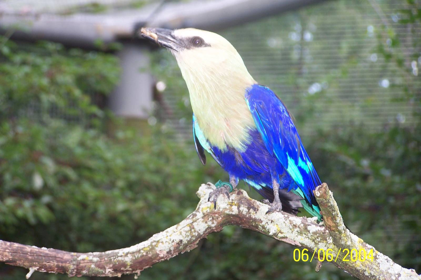 African Forest Aviary