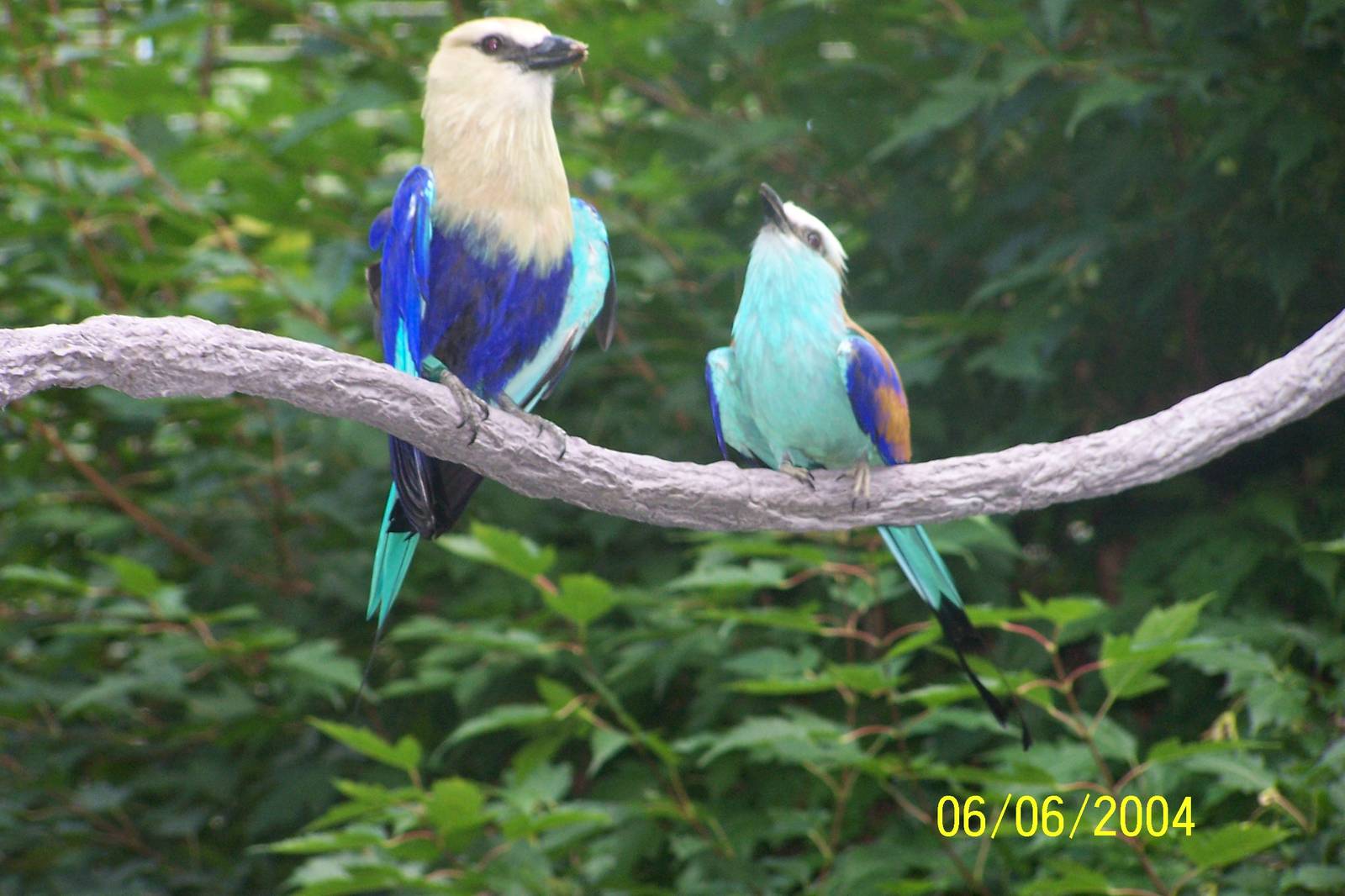 African Forest Aviary