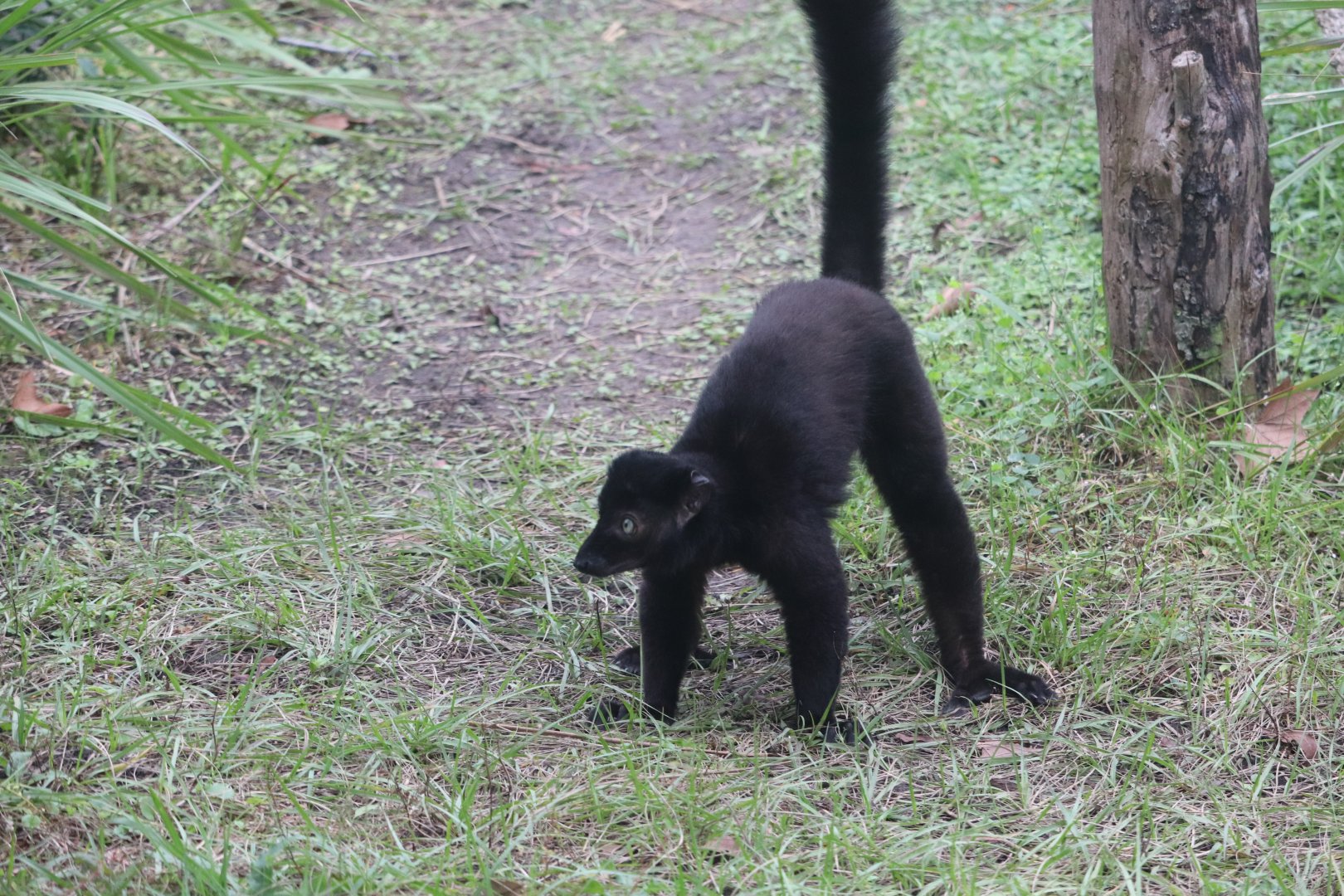 African Forest - Blue-Eyed Black Lemur
