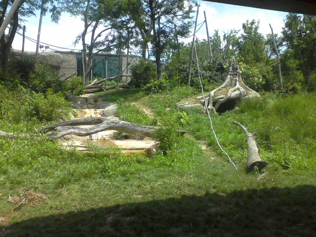 African Forest- Bonobo exhibit