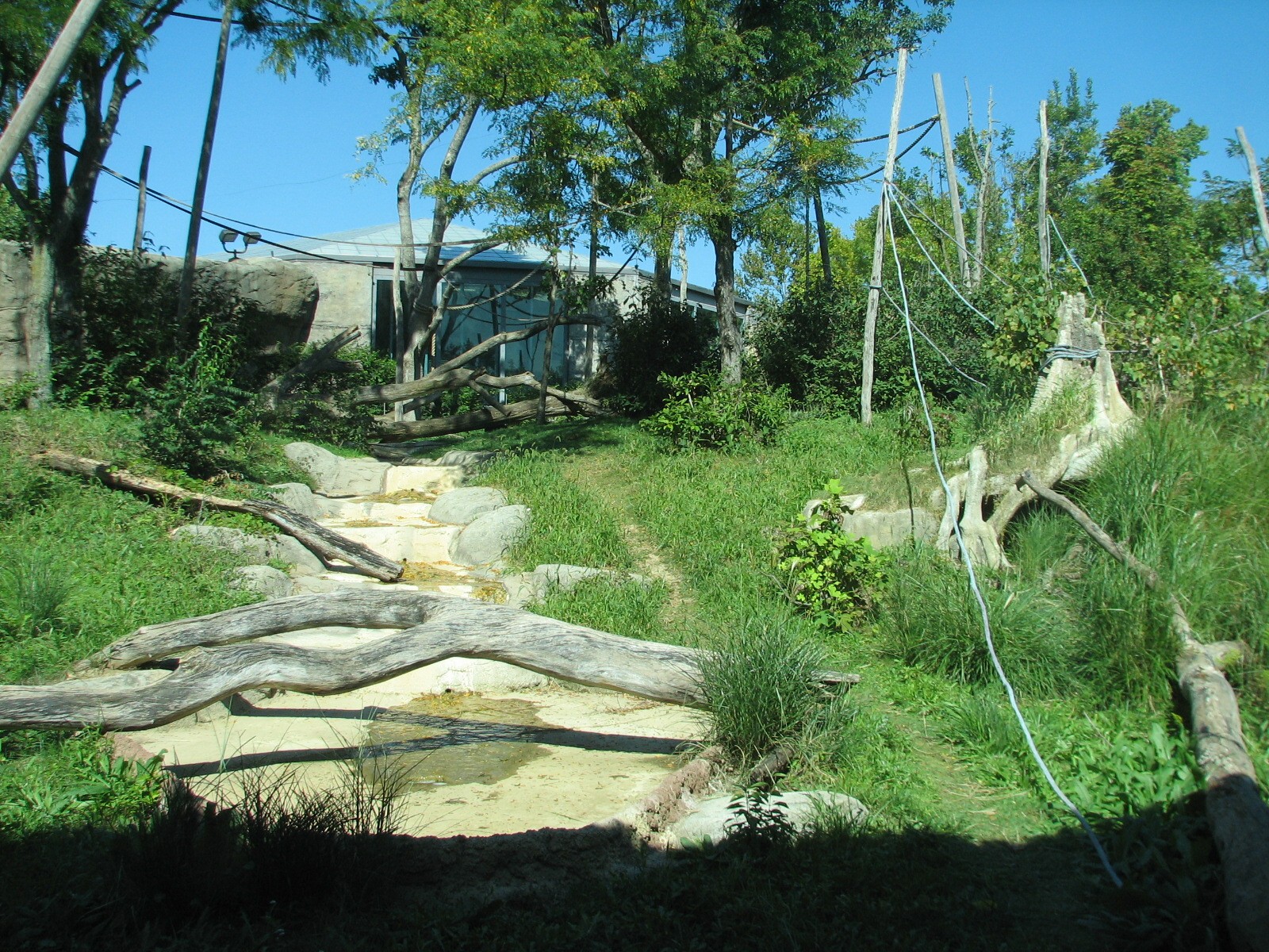 African Forest - Bonobo Exhibit