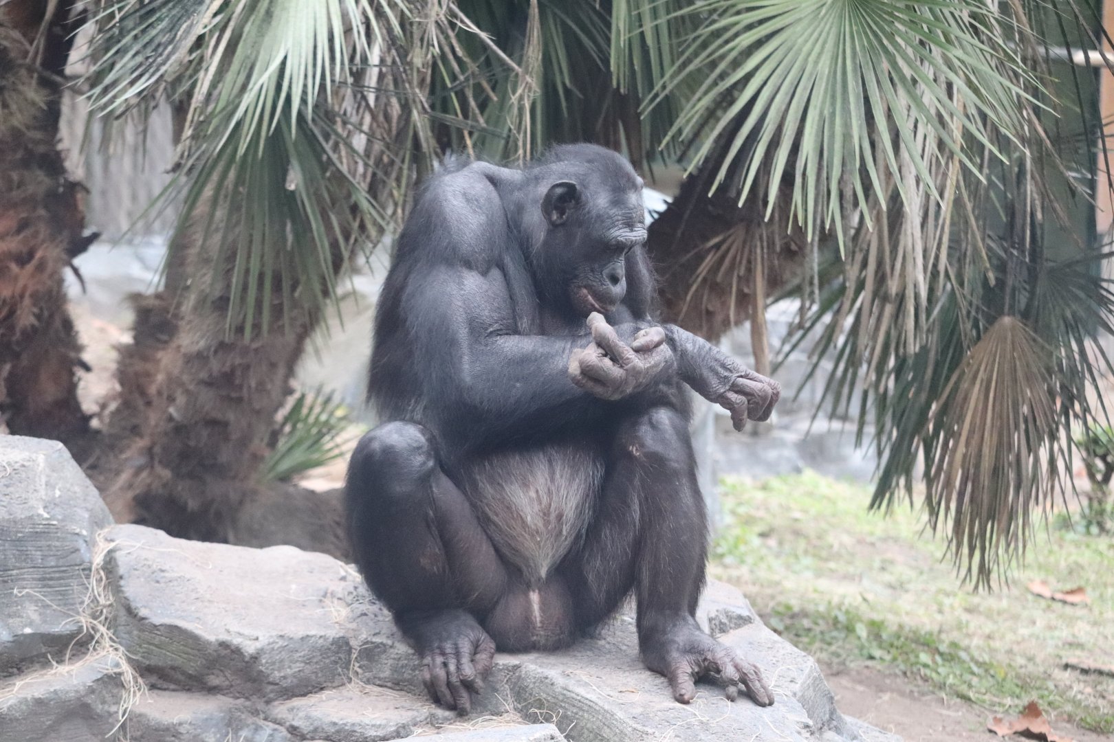 African Forest - Bonobo
