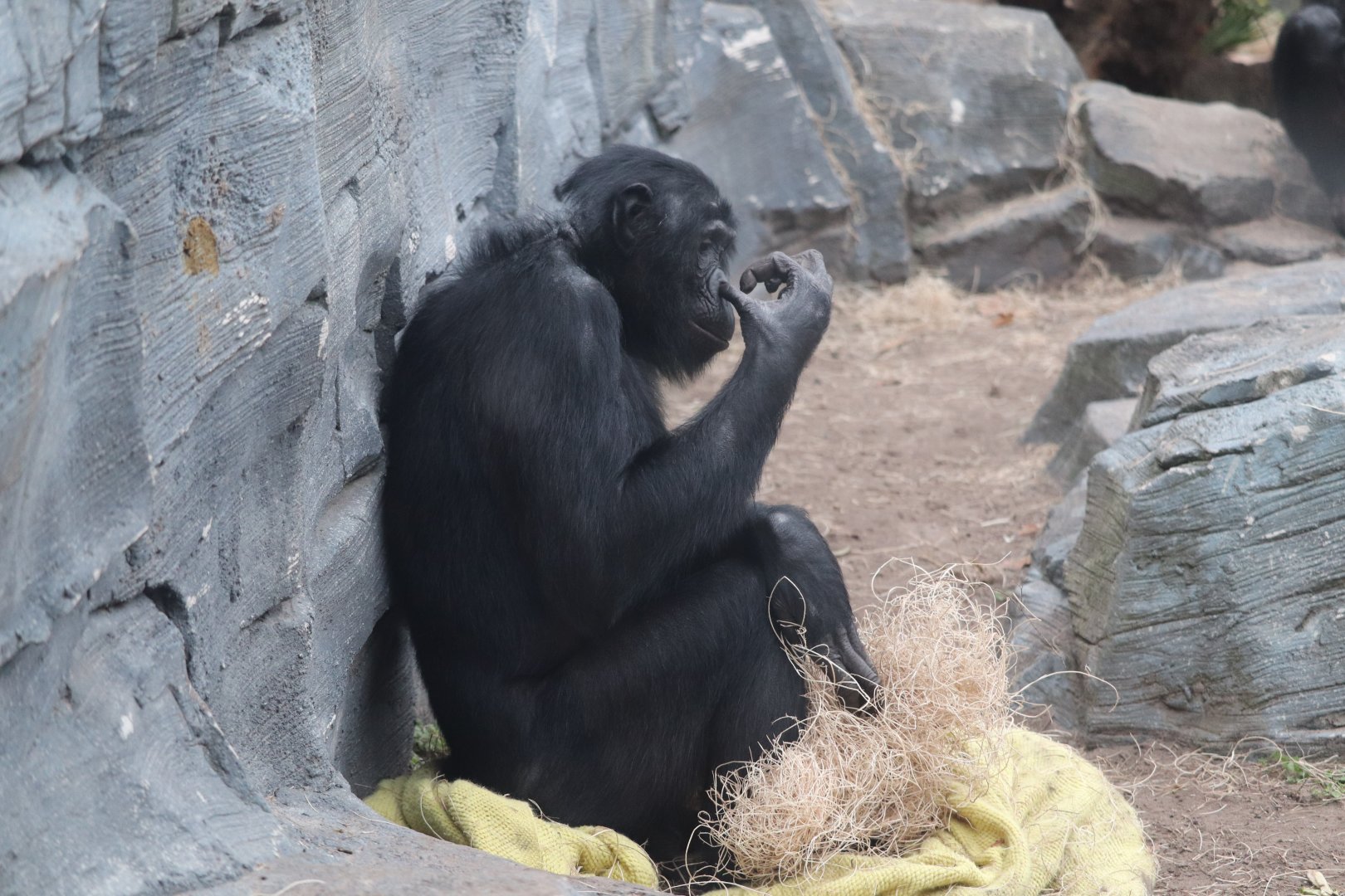 African Forest - Bonobo