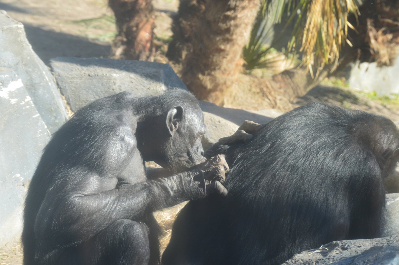 African Forest - Bonobo