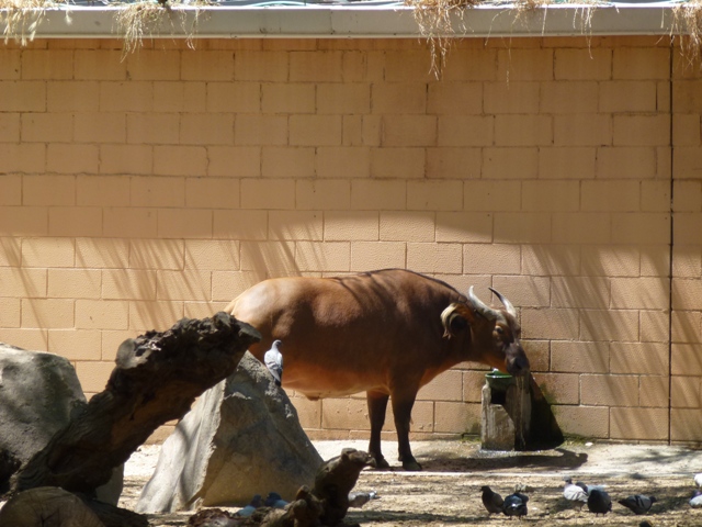 African Forest Buffalo 23.5.12