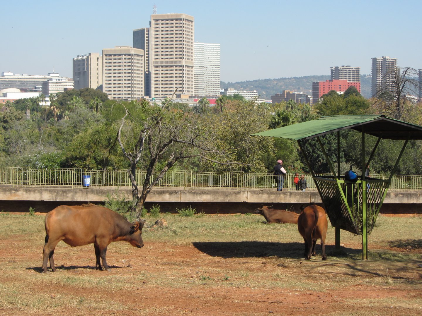 African Forest Buffalo and Downtown Pretoria