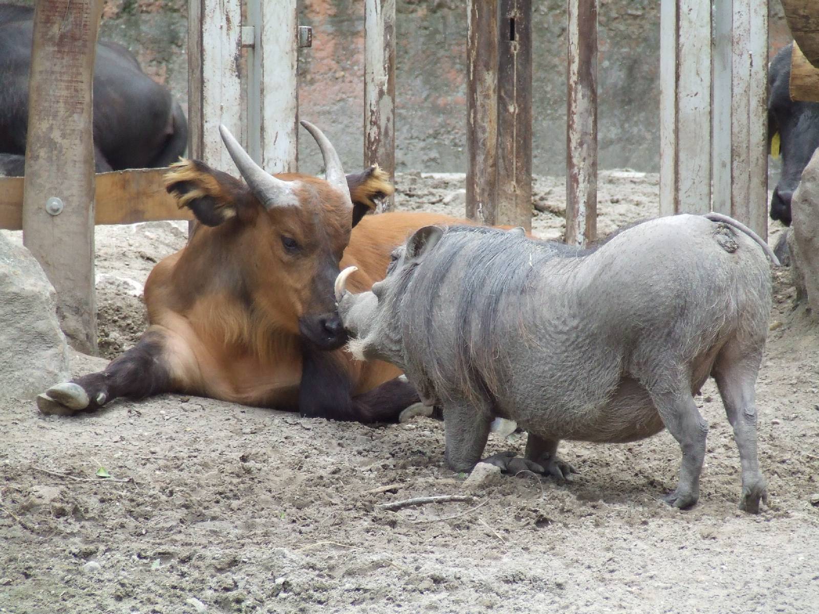 African forest buffalo and Warthog interaction @ Budapest Zoo