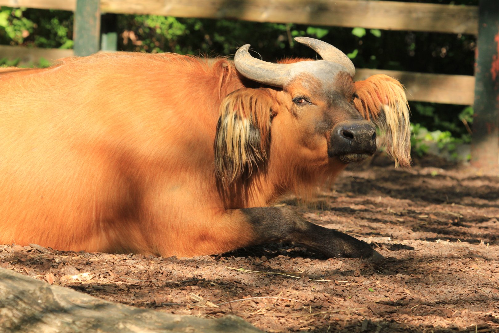 African forest buffalo (April 2018)
