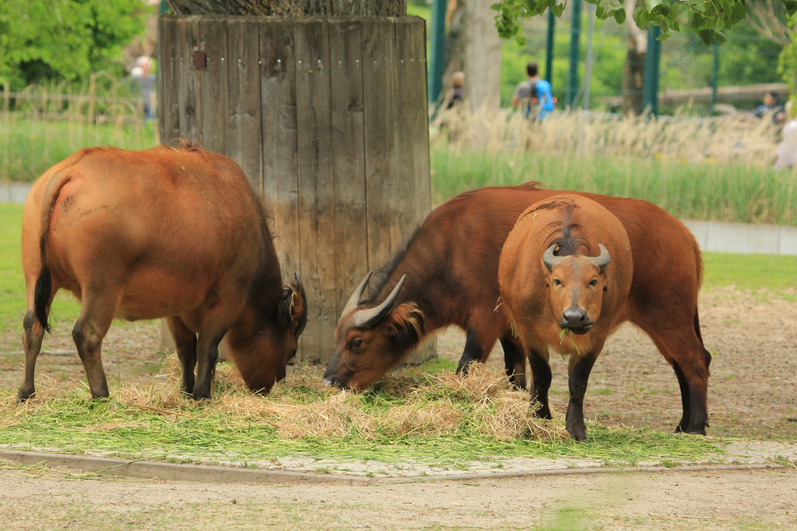 African forest buffalo (April 2018)