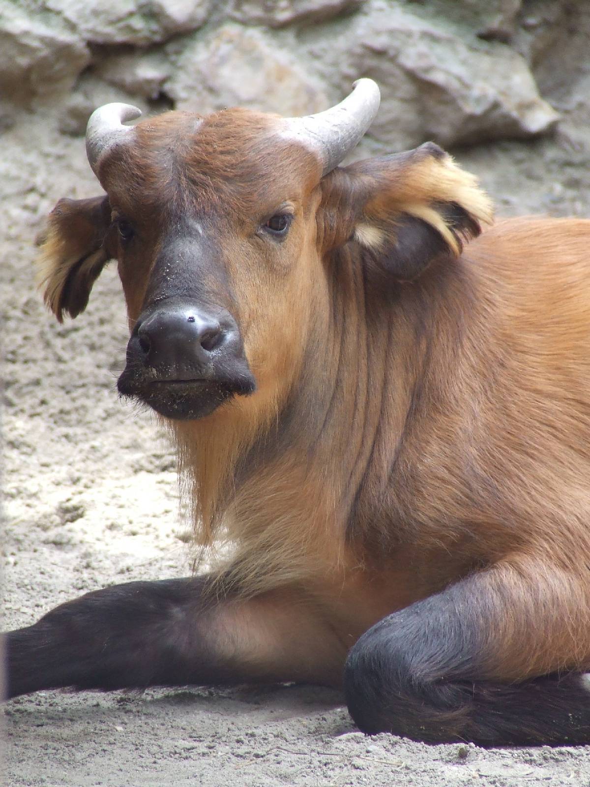 African forest buffalo @ Budapest Zoo