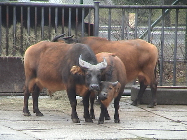 African Forest Buffalo;  Dresden Zoo 2008