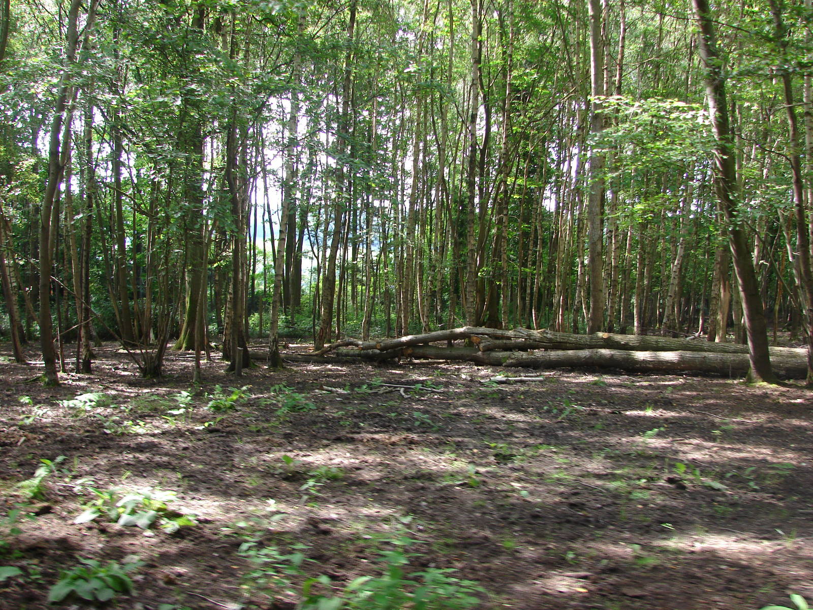 African forest buffalo exhibit