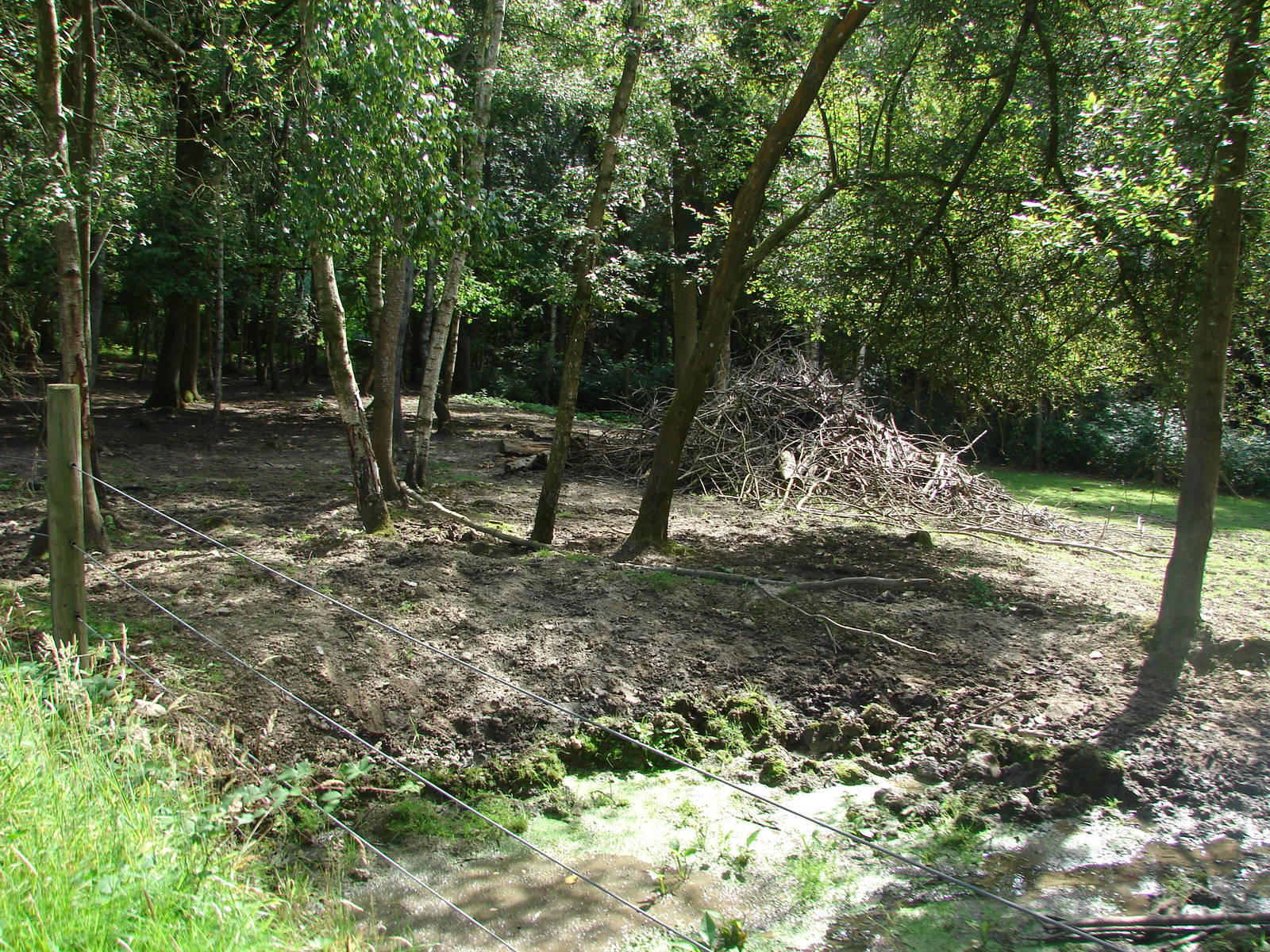 African forest buffalo exhibit