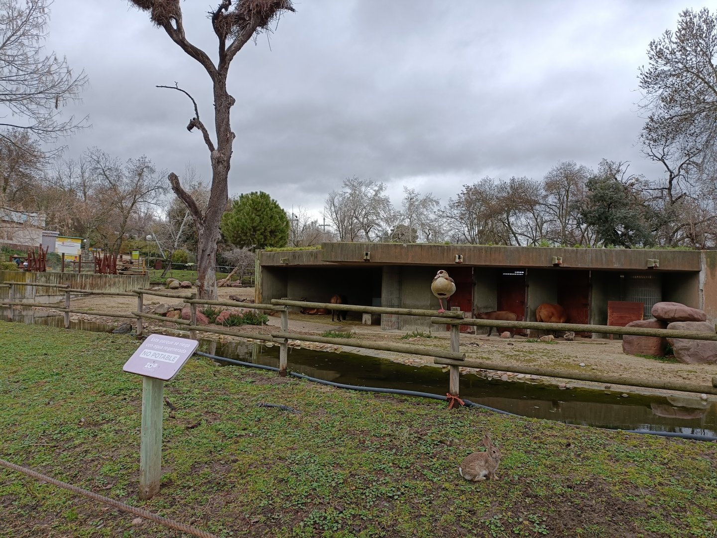 African forest buffalo exhibit