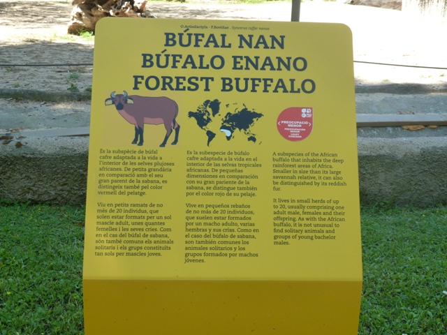 African Forest Buffalo Sign 23.5.12