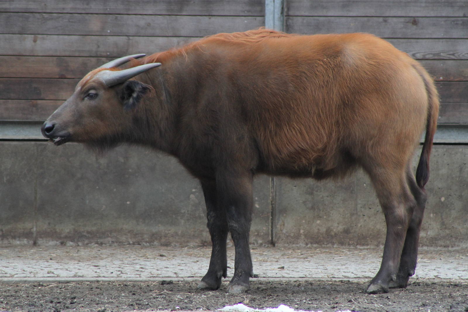 African Forest Buffalo (Syncerus caffer nanus)