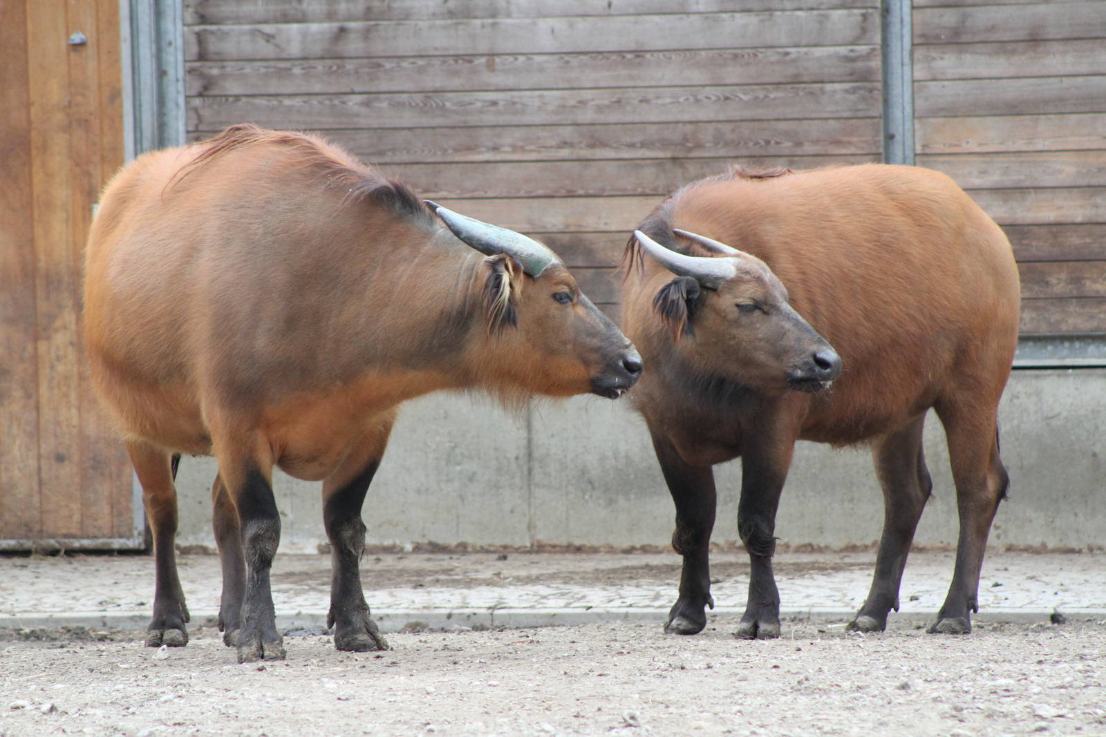 African Forest Buffalo (Syncerus caffer nanus)