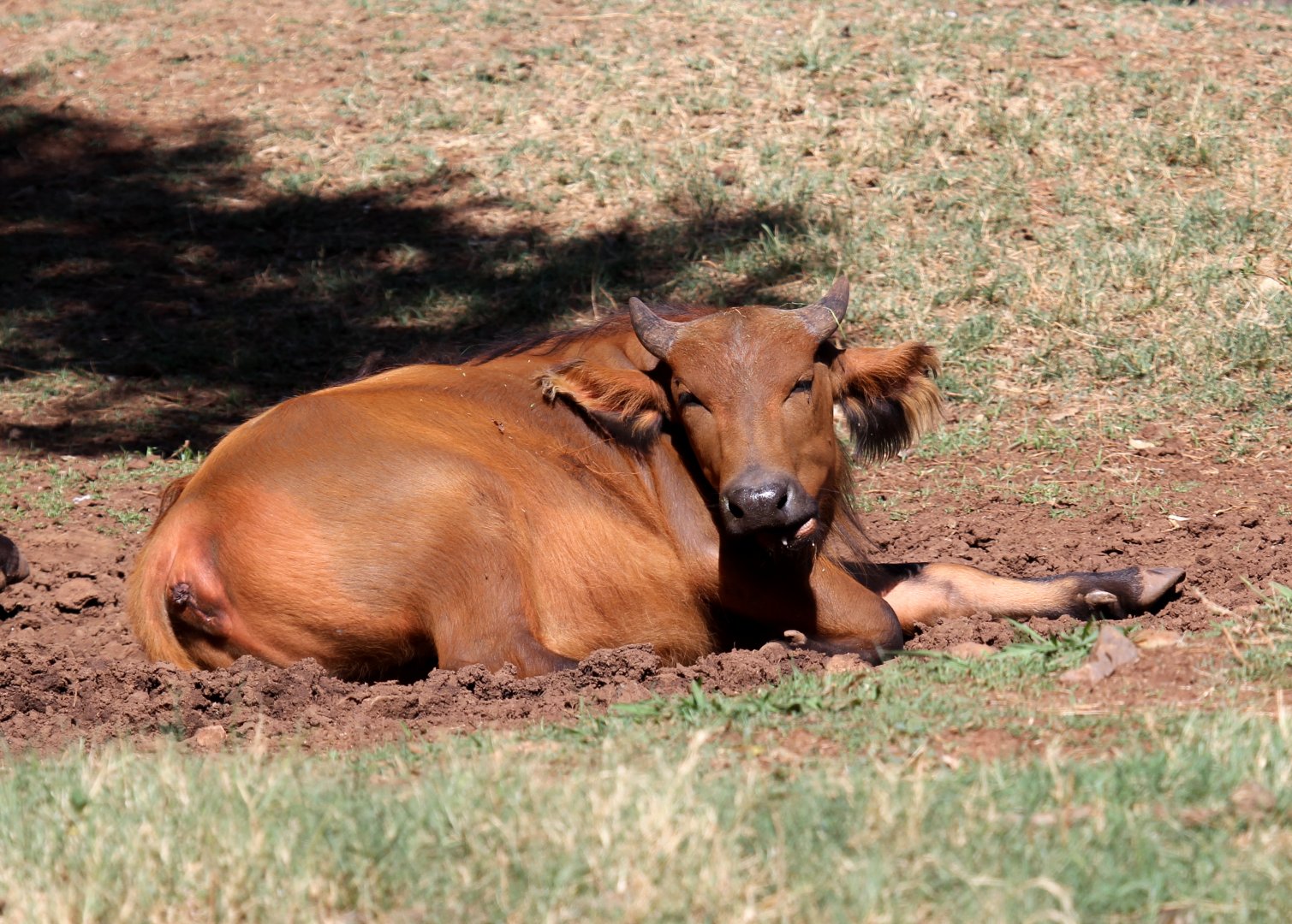 African forest buffalo (Syncerus caffer nanus)