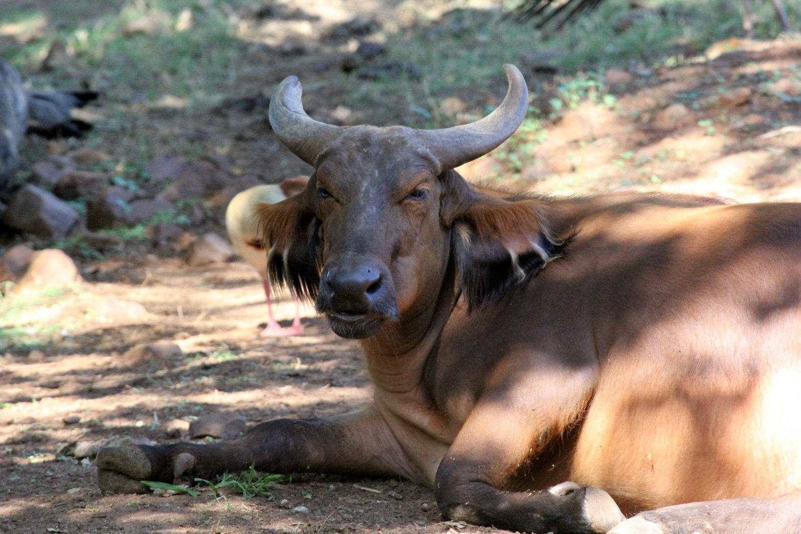 African forest buffalo (Syncerus caffer nanus)