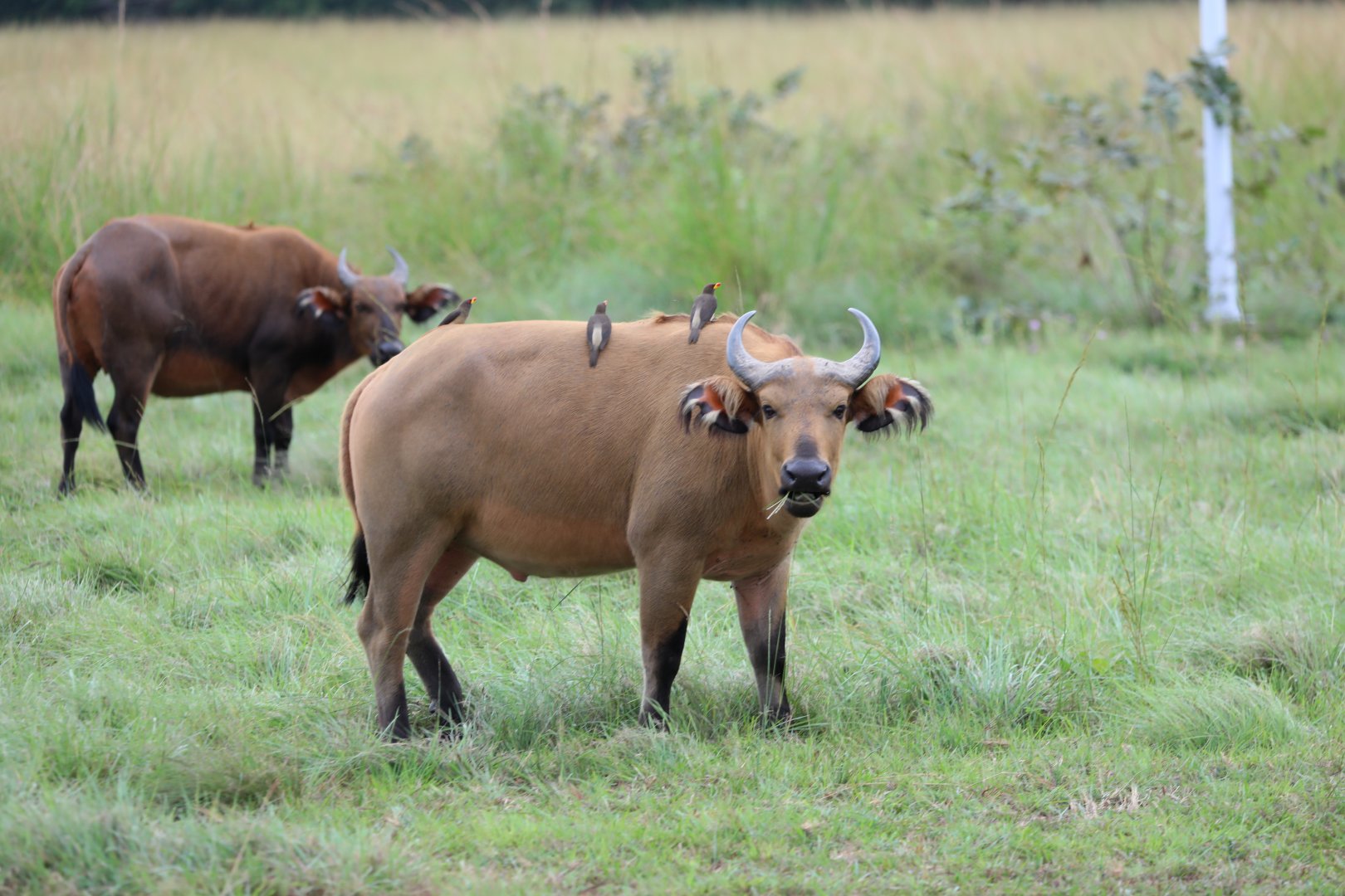 African forest buffalo (Syncerus caffer nanus)