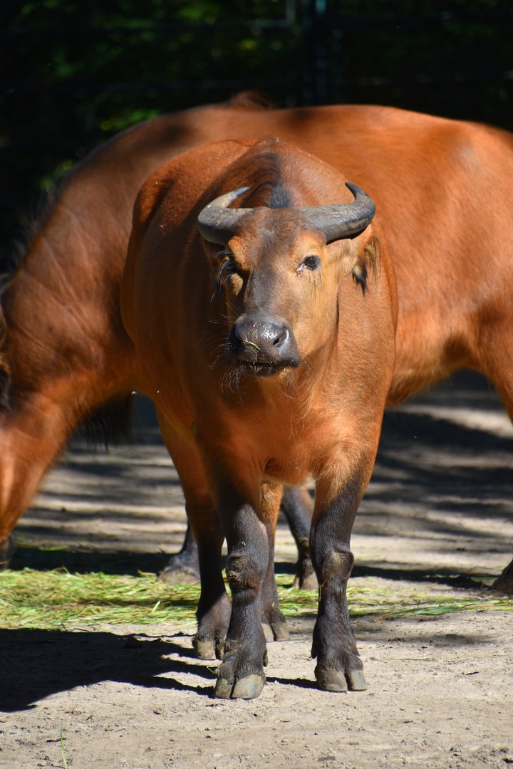 African forest buffalo, Syncerus caffer