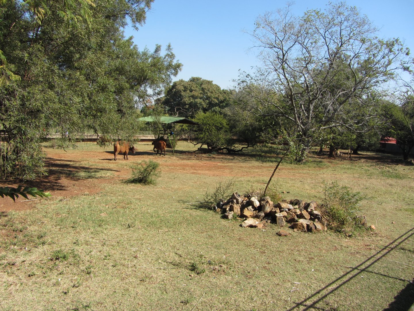 African Forest Buffalo Yard