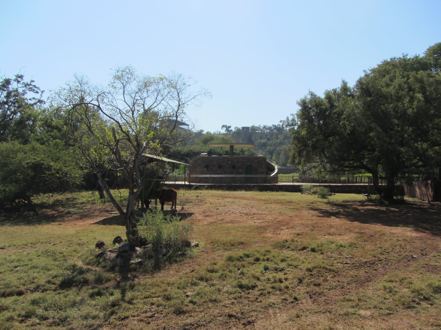 African Forest Buffalo Yard