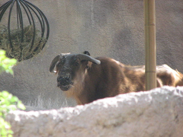 African Forest Buffalo