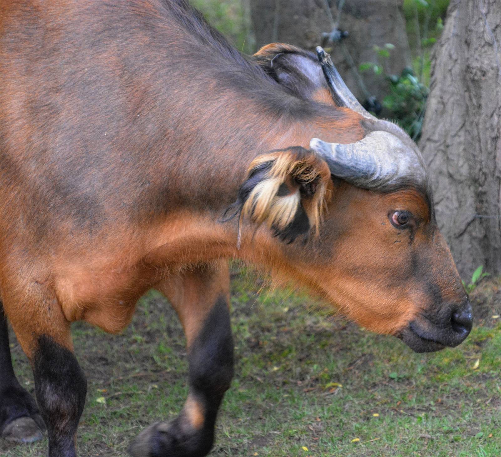 African forest buffalo