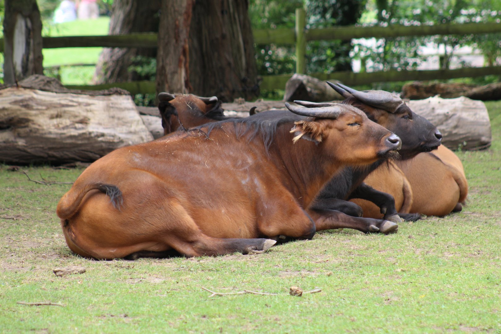 African Forest Buffalo