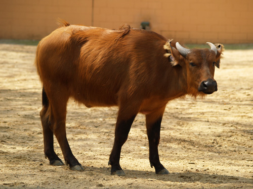African Forest Buffalo