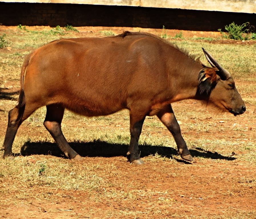 African Forest Buffalo