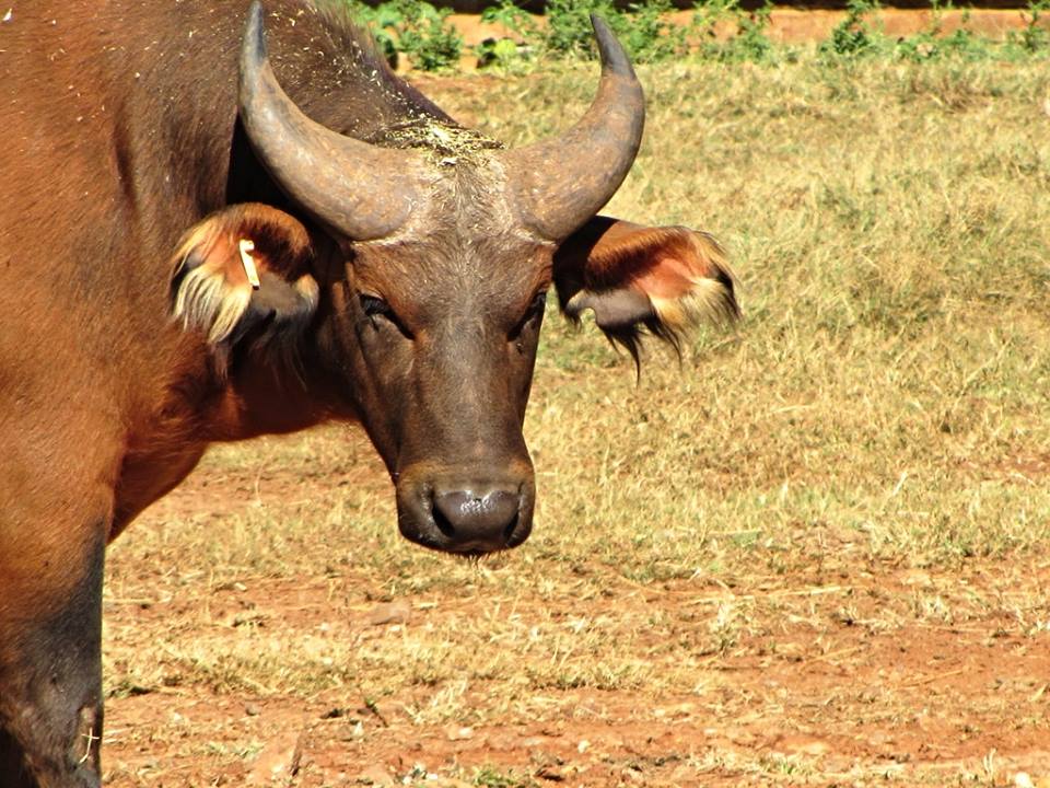 African Forest Buffalo