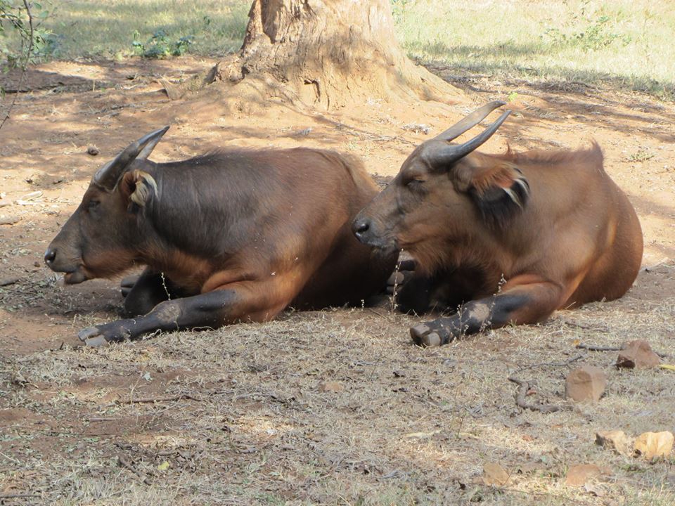African Forest Buffalo