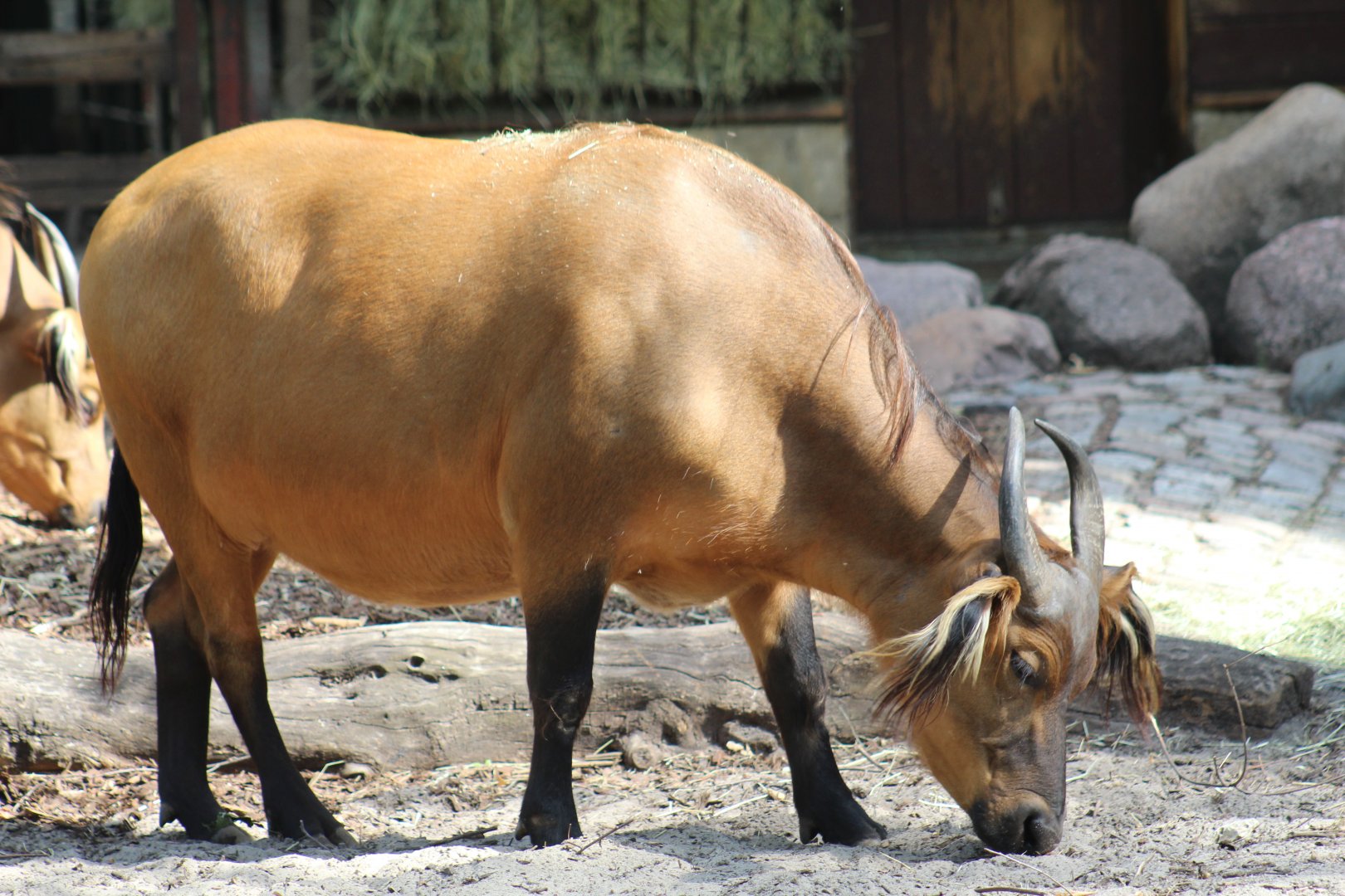 African Forest Buffalo