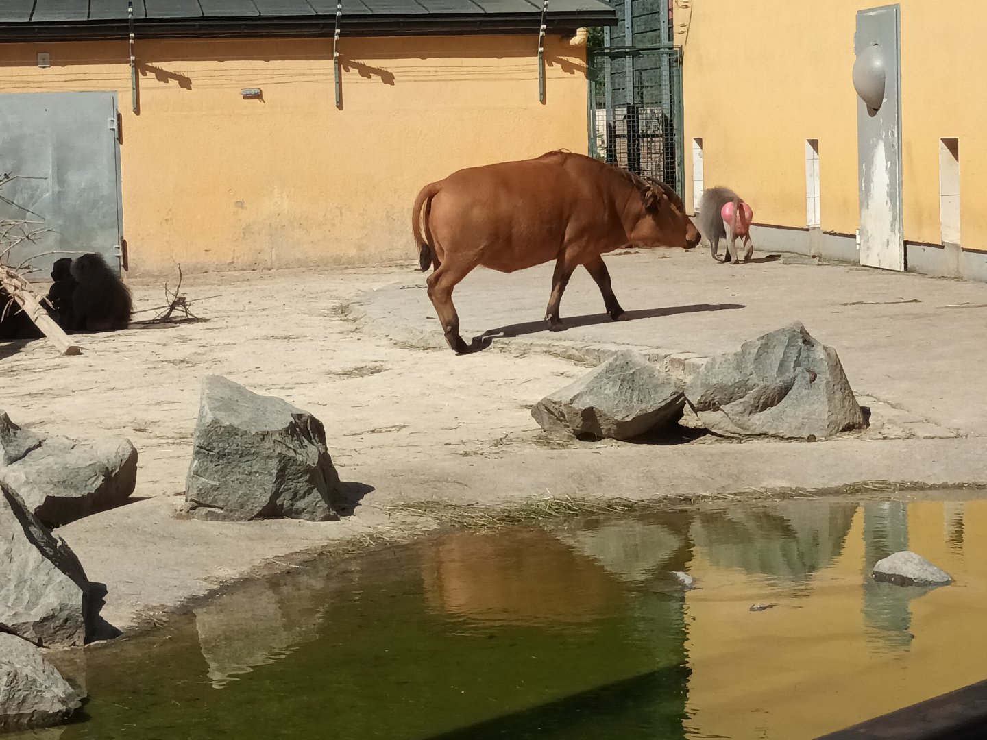 African forest Buffalo