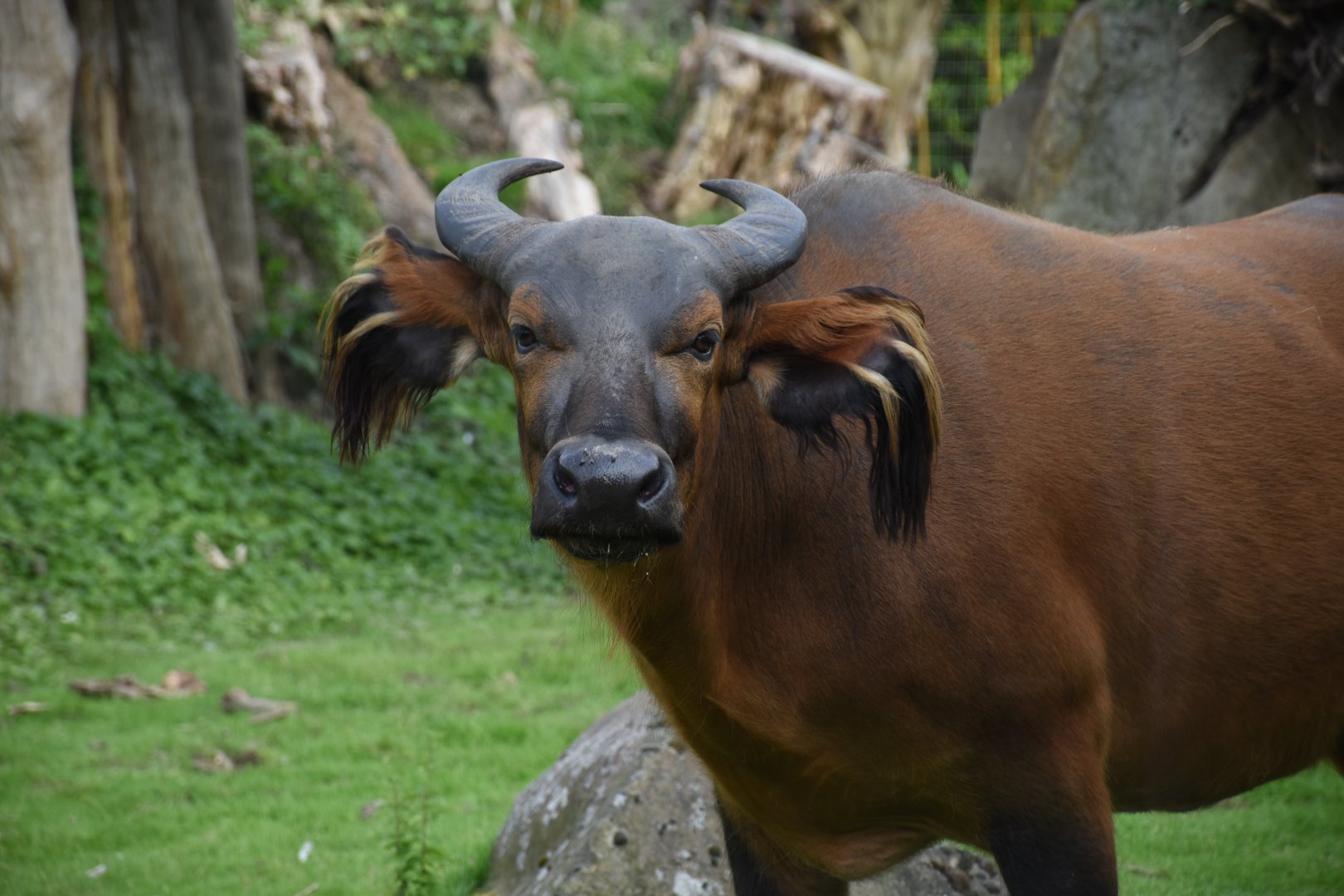 African forest buffalo