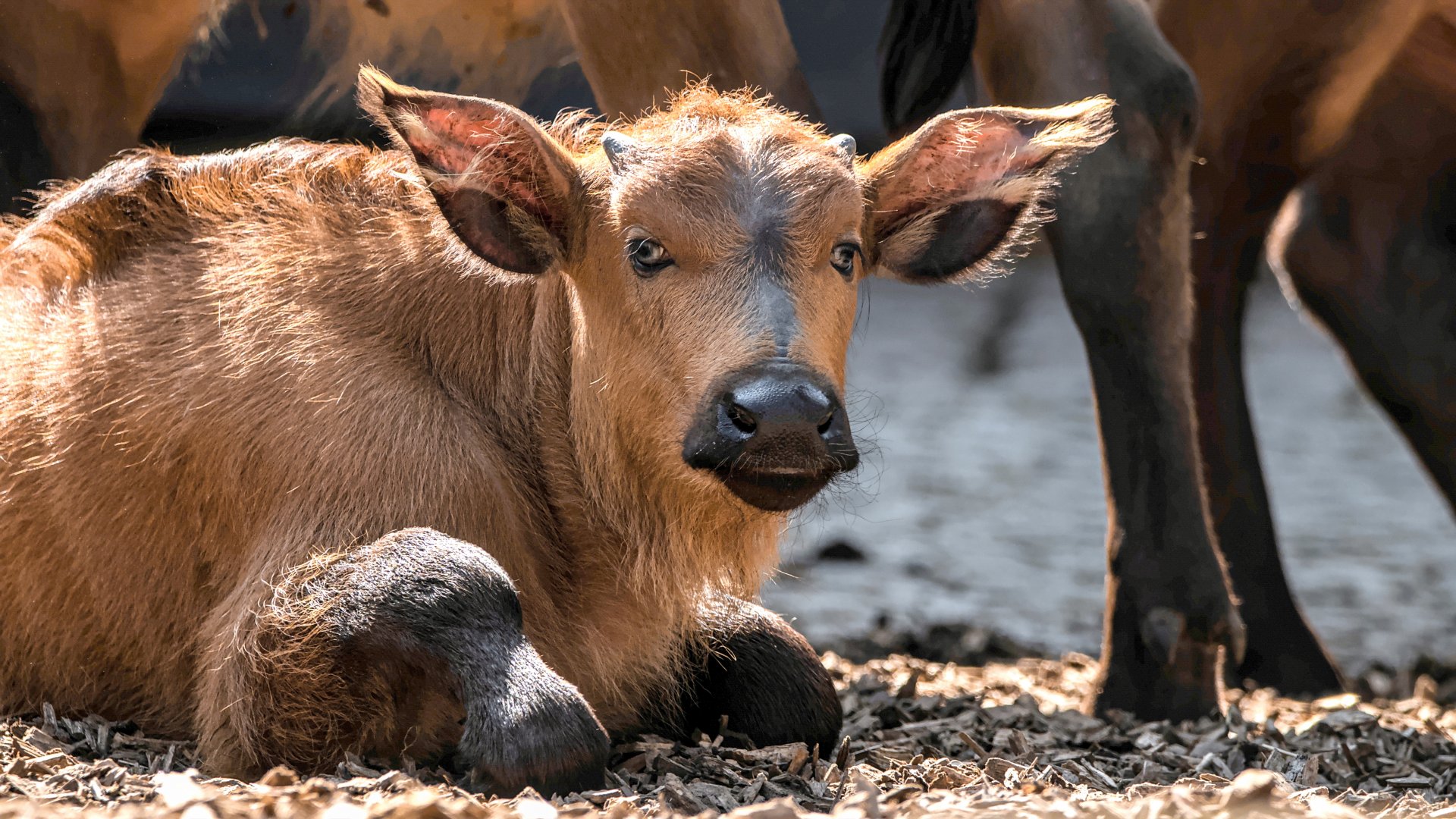African forest buffalo