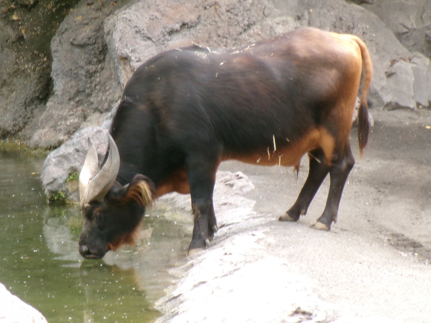 African forest buffalo
