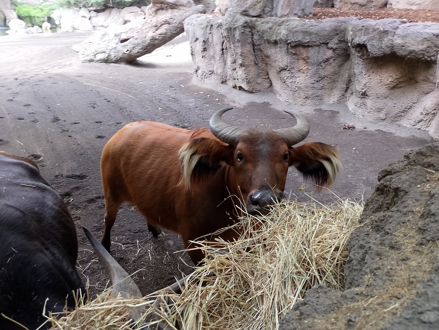 African forest buffalo